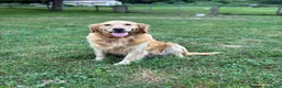 Golden Retriever dogs for sale: Grace  - Ad 6