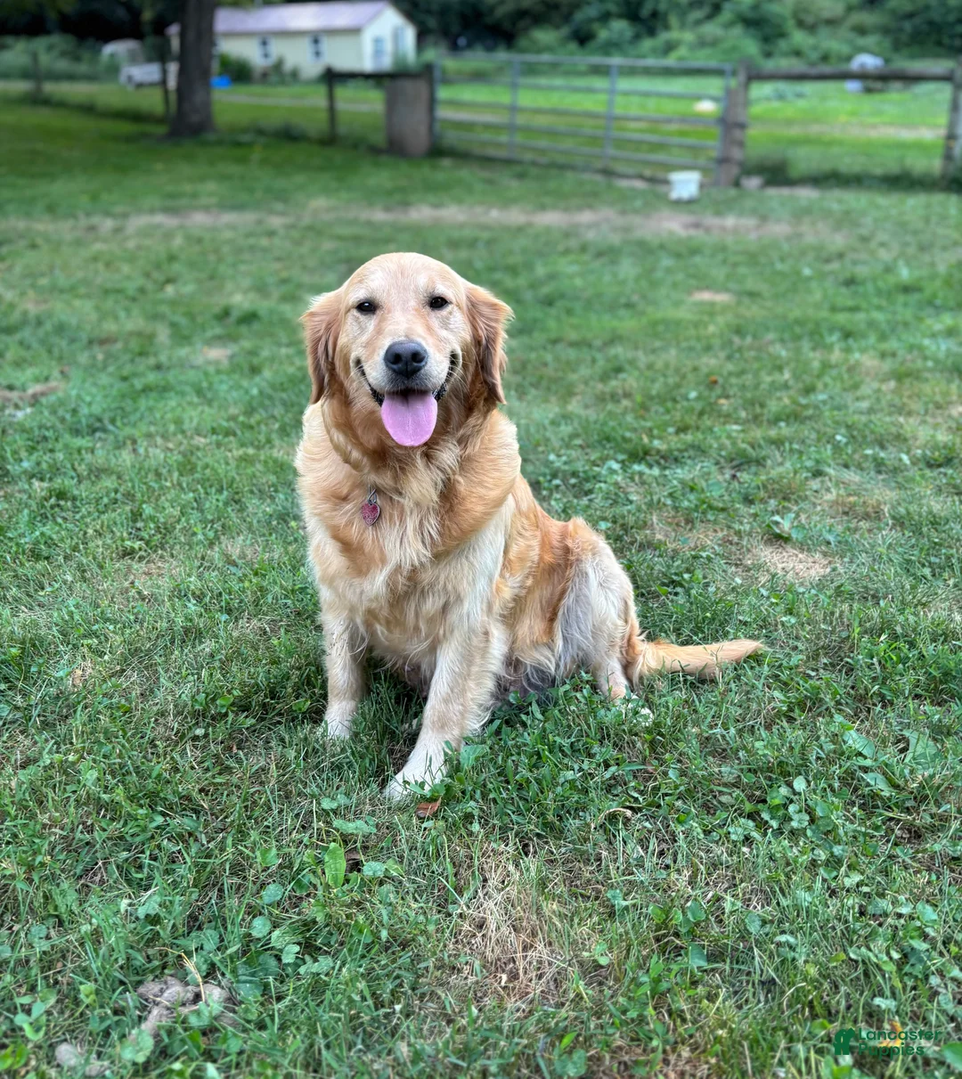 Golden Retriever dogs for sale: Grace  - Ad 6