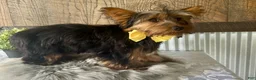 Yorkshire Terrier dogs for sale: Miles - Ad 3