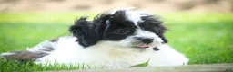 Havanese dogs for sale: Ivan Havanese Puppy  - Ad 9