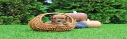 Toy Poodle dogs for sale: AKC Ezra(tiny) - Ad 2