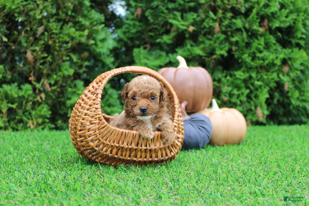 Toy Poodle dogs for sale: AKC Ezra(tiny) - Ad 2