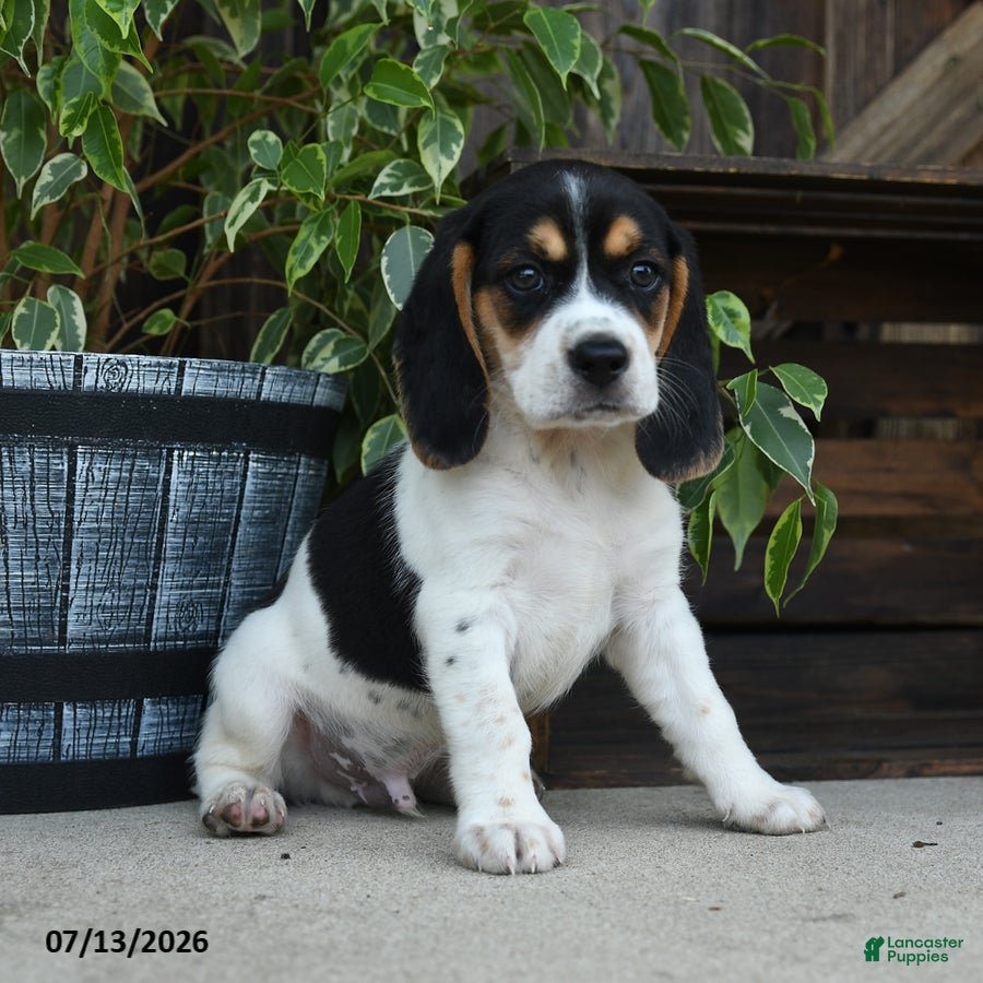 Beagle dogs Mercury - Ad 2
