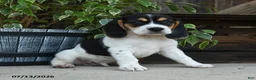 Beagle dogs for sale: Mercury - Ad 2