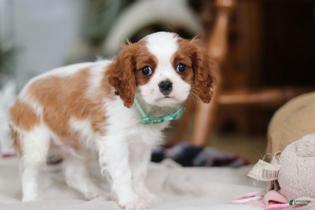 Cavalier King Charles Spaniel dogs for sale: Landon - Ad 10