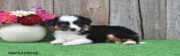Miniature Australian Shepherd dogs for sale: Reece - Ad 4