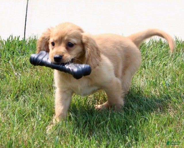 Miniature Golden Retriever dogs Ginger - Ad 2