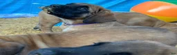 English Mastiff dogs for sale: Pearl - Ad 6