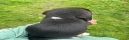 Beagle dogs for sale: Monty - Ad 3