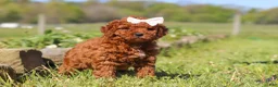 Mini Goldendoodle dogs for sale: Willow - Ad 5
