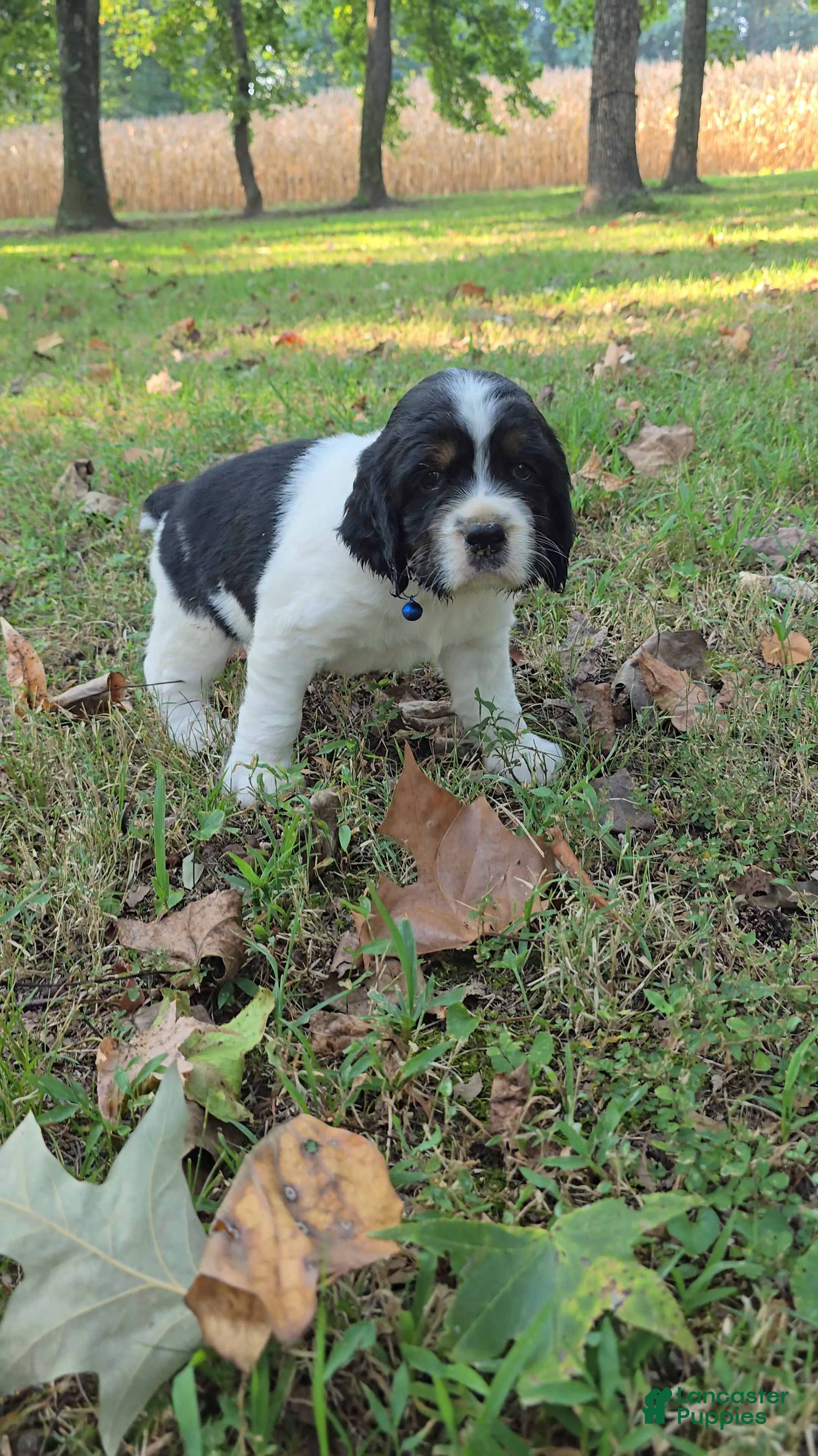 English Springer Spaniel dogs Chase - Ad 38