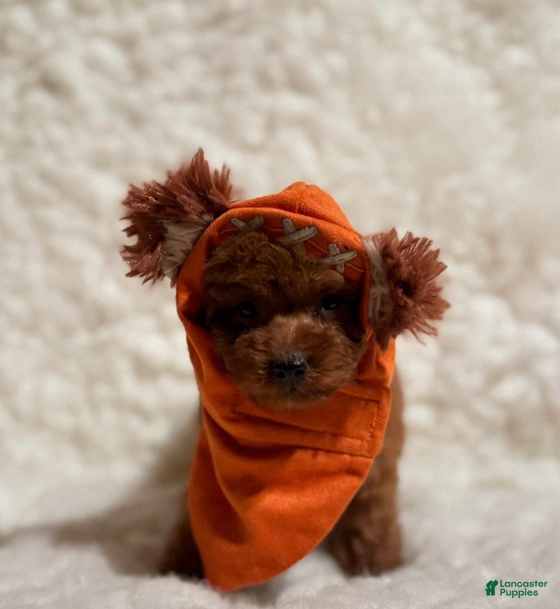 Toy Poodle dogs Sammy deep red toy - Ad 2