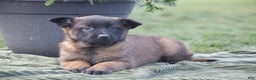 Belgian Malinois dogs for sale: Rebecca - Ad 4