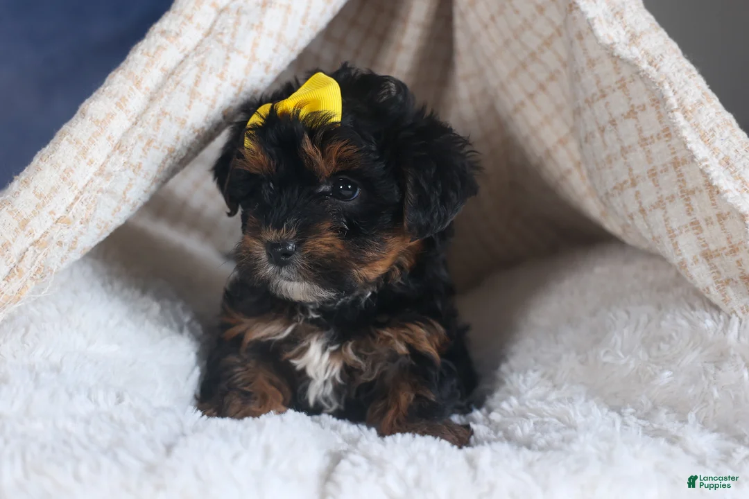 Yorkiepoo dogs for sale: JUDY - Ad 12
