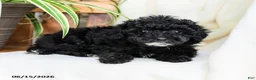 Toy Poodle dogs for sale: Brody - Ad 4