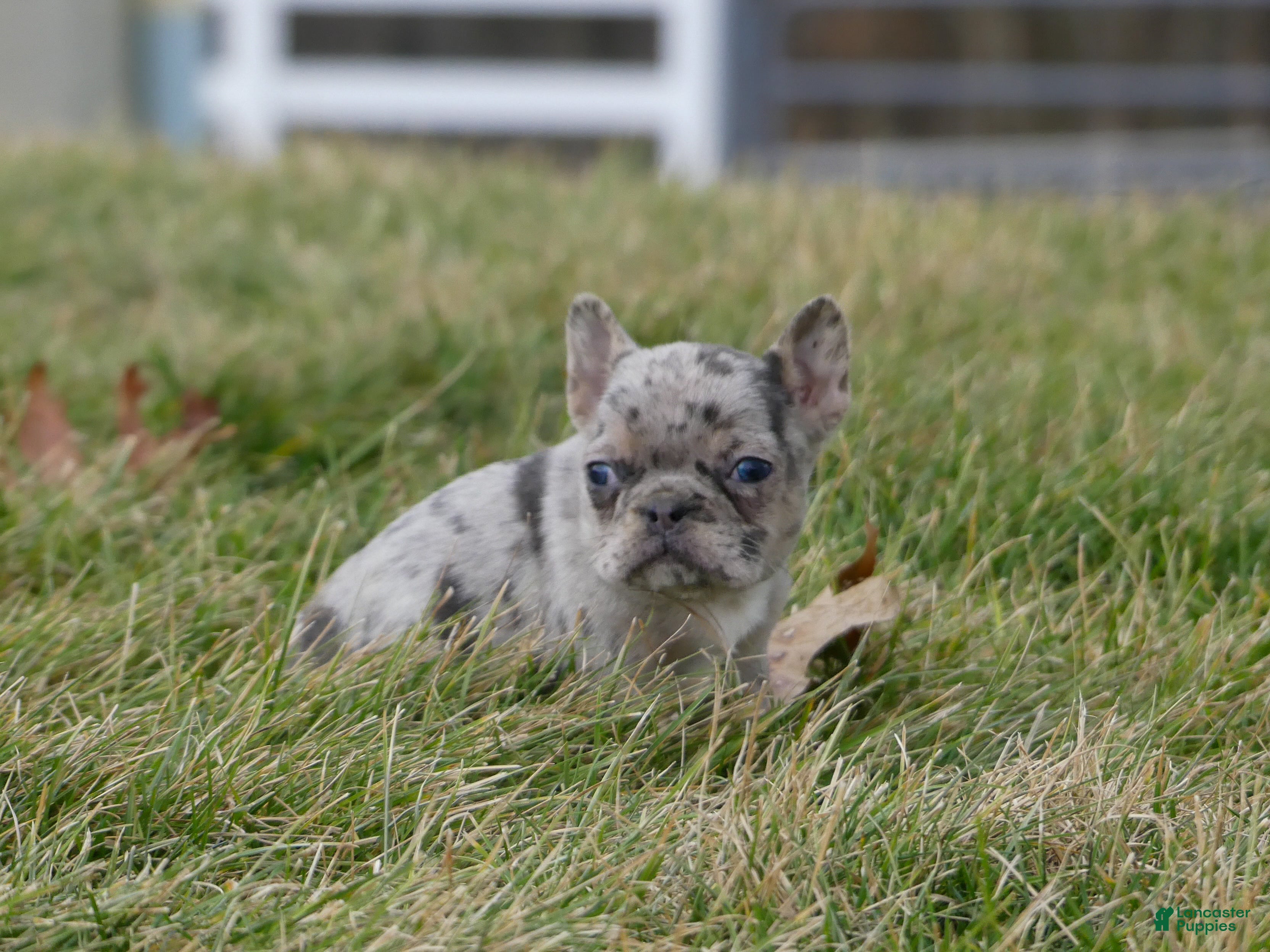 Mixed Breed dogs Rae - Ad 2