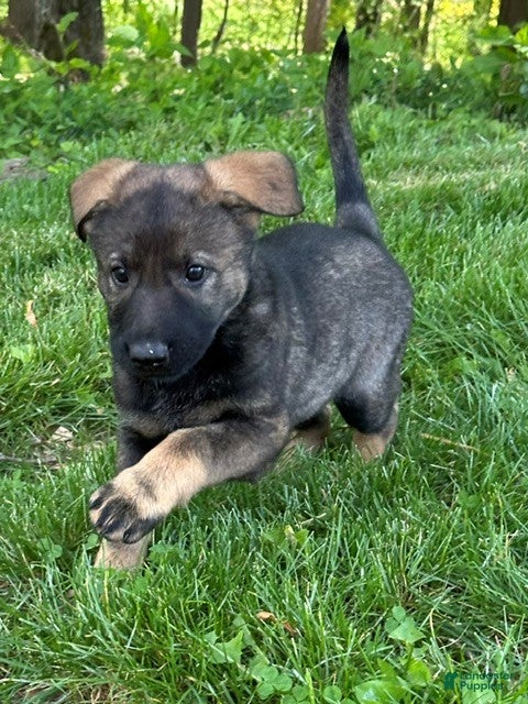 German Shepherd dogs German Shepherd Puppy 1 - Ad 1