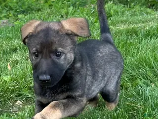 German Shepherd dogs for sale: German Shepherd Puppy 1 - Ad 2