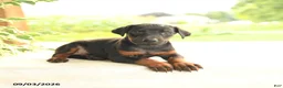 Doberman Pinscher dogs for sale: Arizona - Ad 3