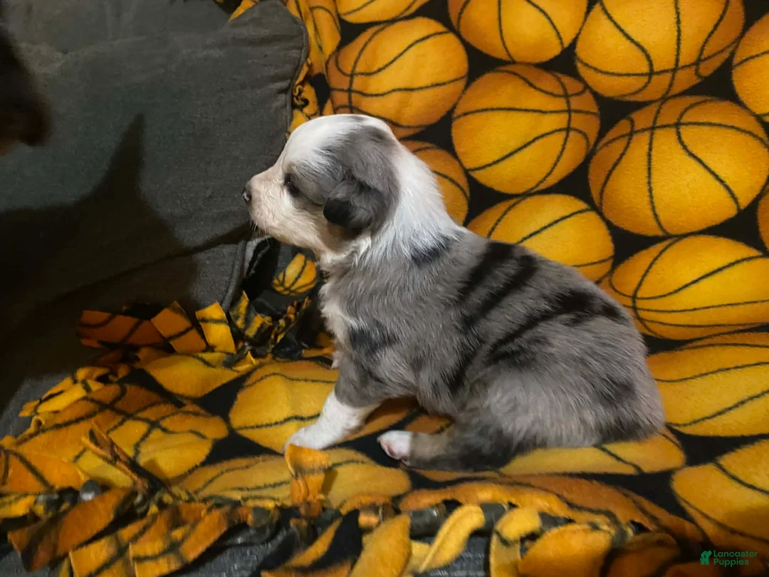 Australian Shepherd dogs for sale: Australian Shepherd Puppy 1 - Ad 1