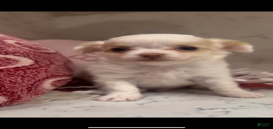 Gallery Image {{count}}