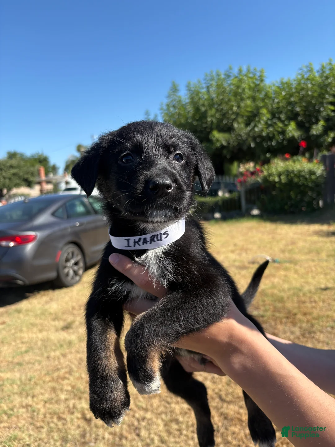 Mixed Breed dogs for sale: Ikarus  - Ad 2