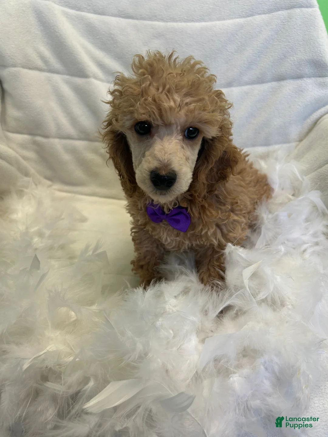 Toy Poodle dogs for sale: Toy Poodle Puppy 1 - Ad 1