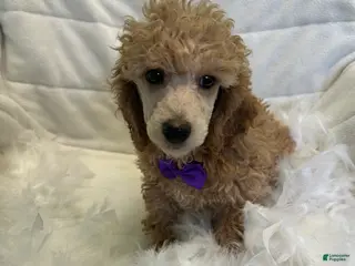 Toy Poodle dogs Toy Poodle Puppy 1 - Ad 32