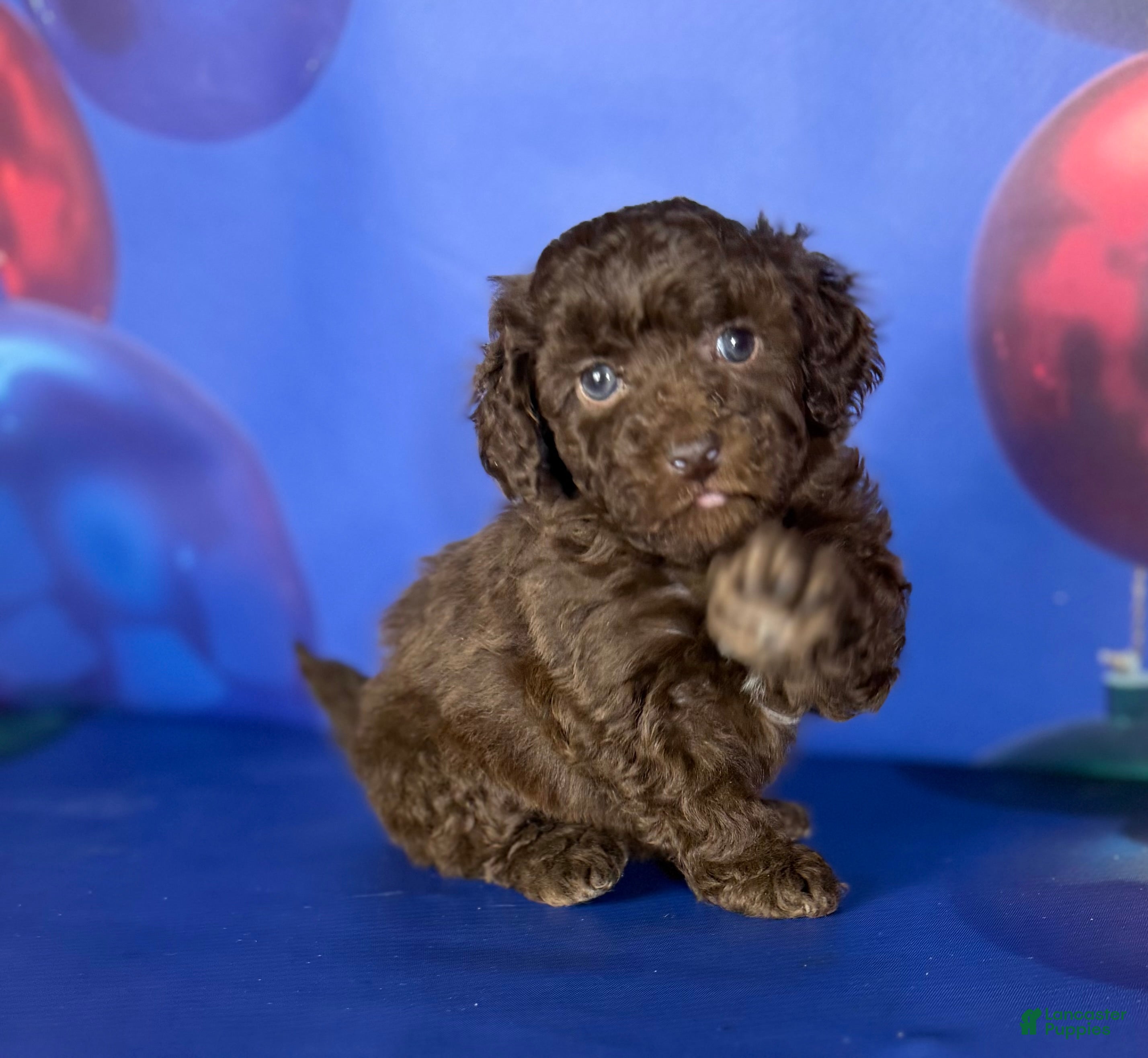 Toy Poodle dogs ACA DNA Truffle - Ad 24