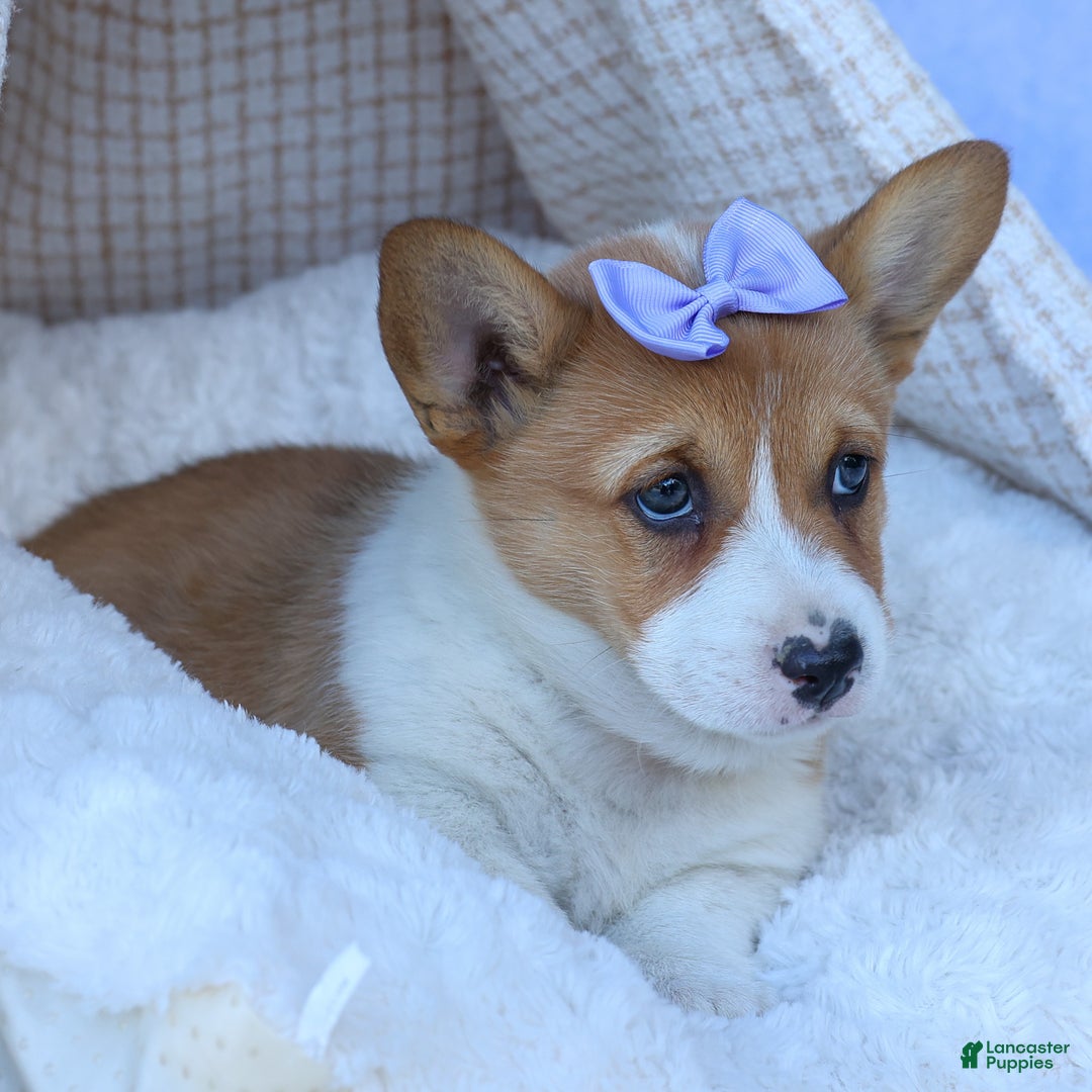 Welsh Corgi Pembroke dogs for sale: Tilly - Ad 18