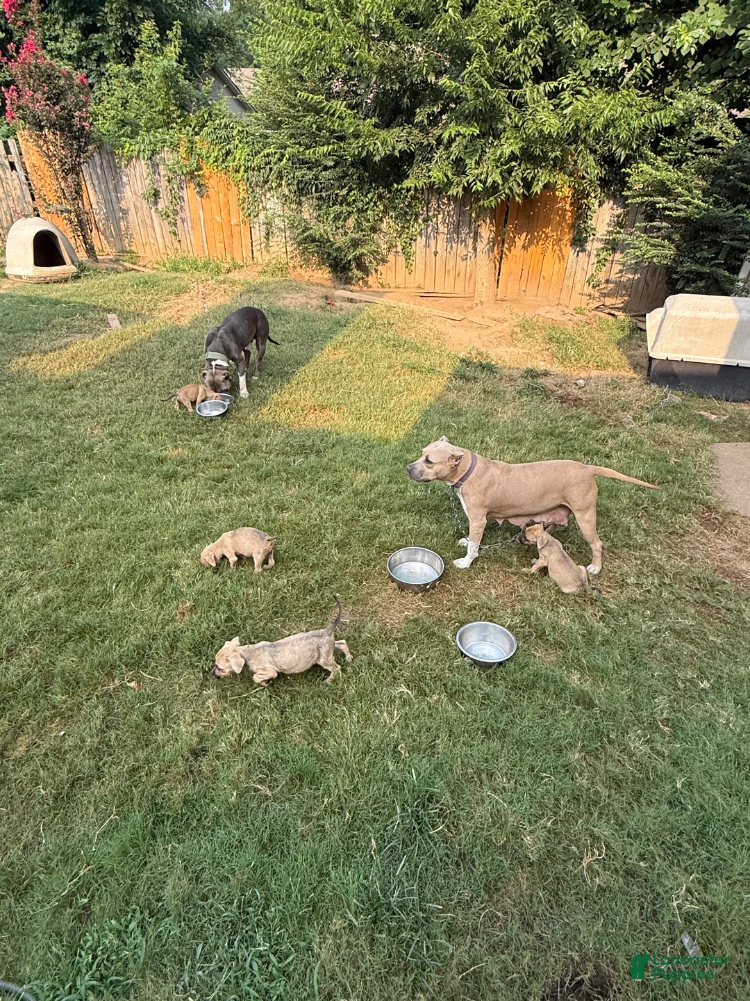 American Bully dogs for sale: American Bully 6 - Ad 1