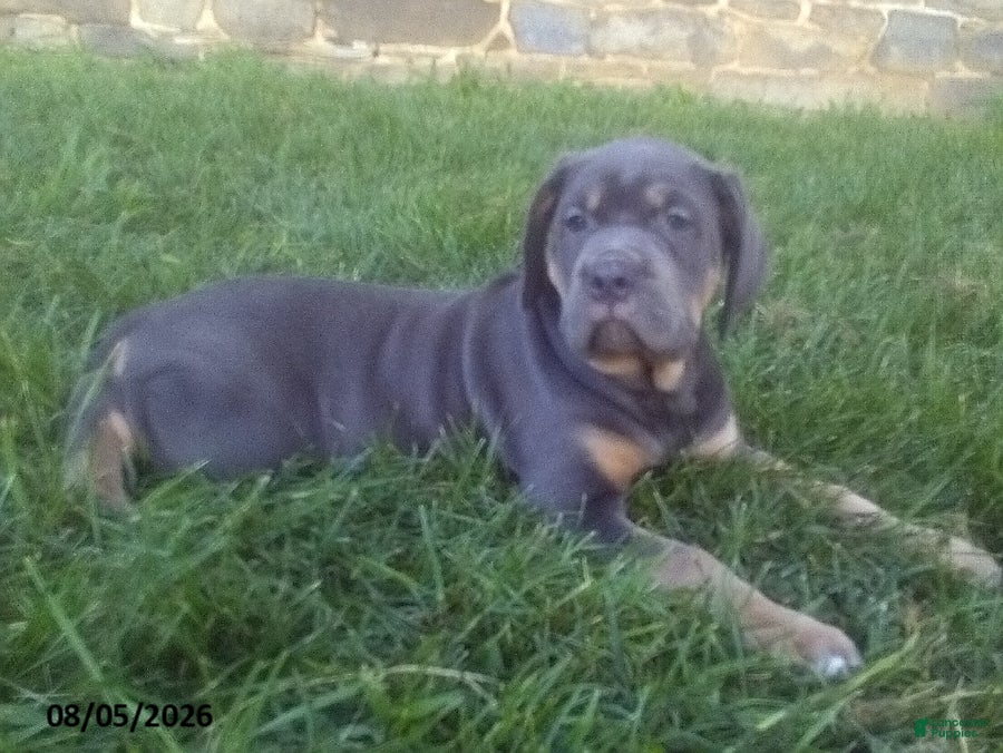 Cane Corso dogs Buella - Ad 1