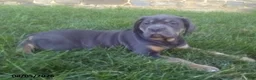 Cane Corso dogs for sale: Buella - Ad 1