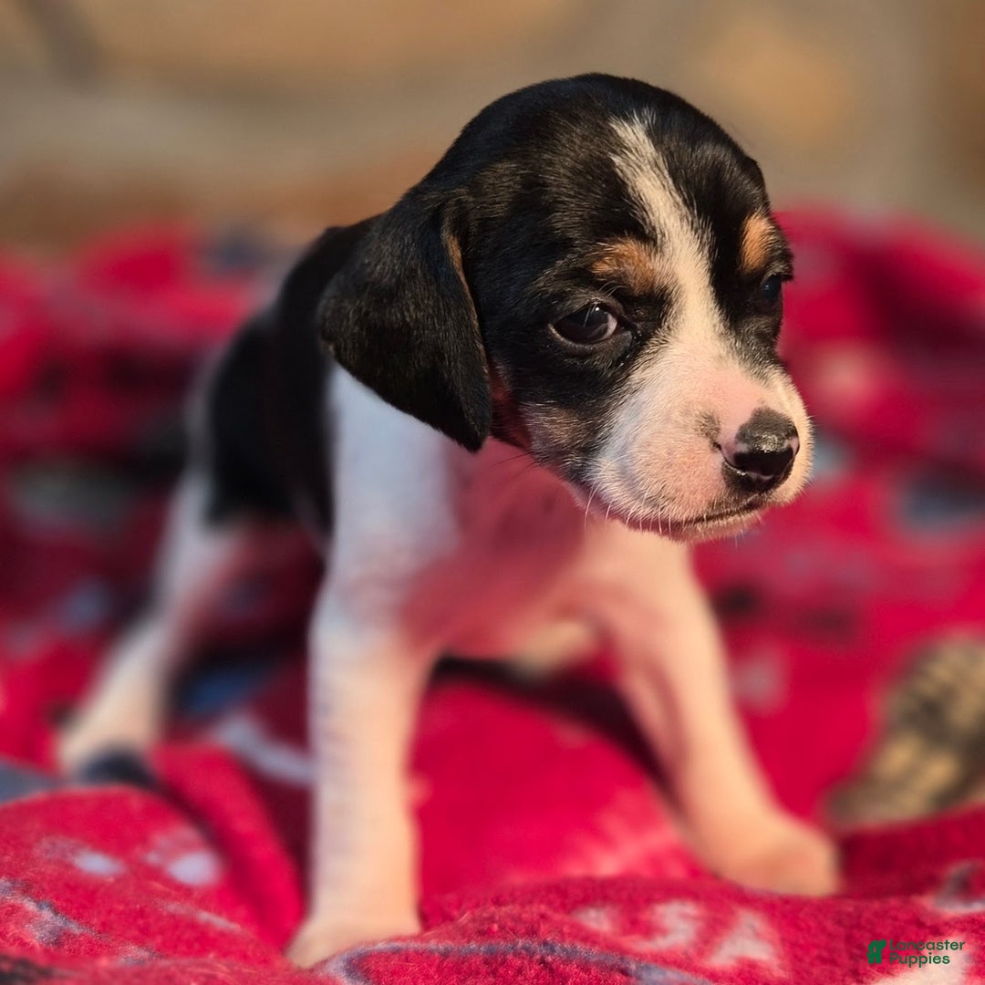 Beagle dogs for sale: Cinnamon Queen Elizabeth Pocket Beagle - Ad 2