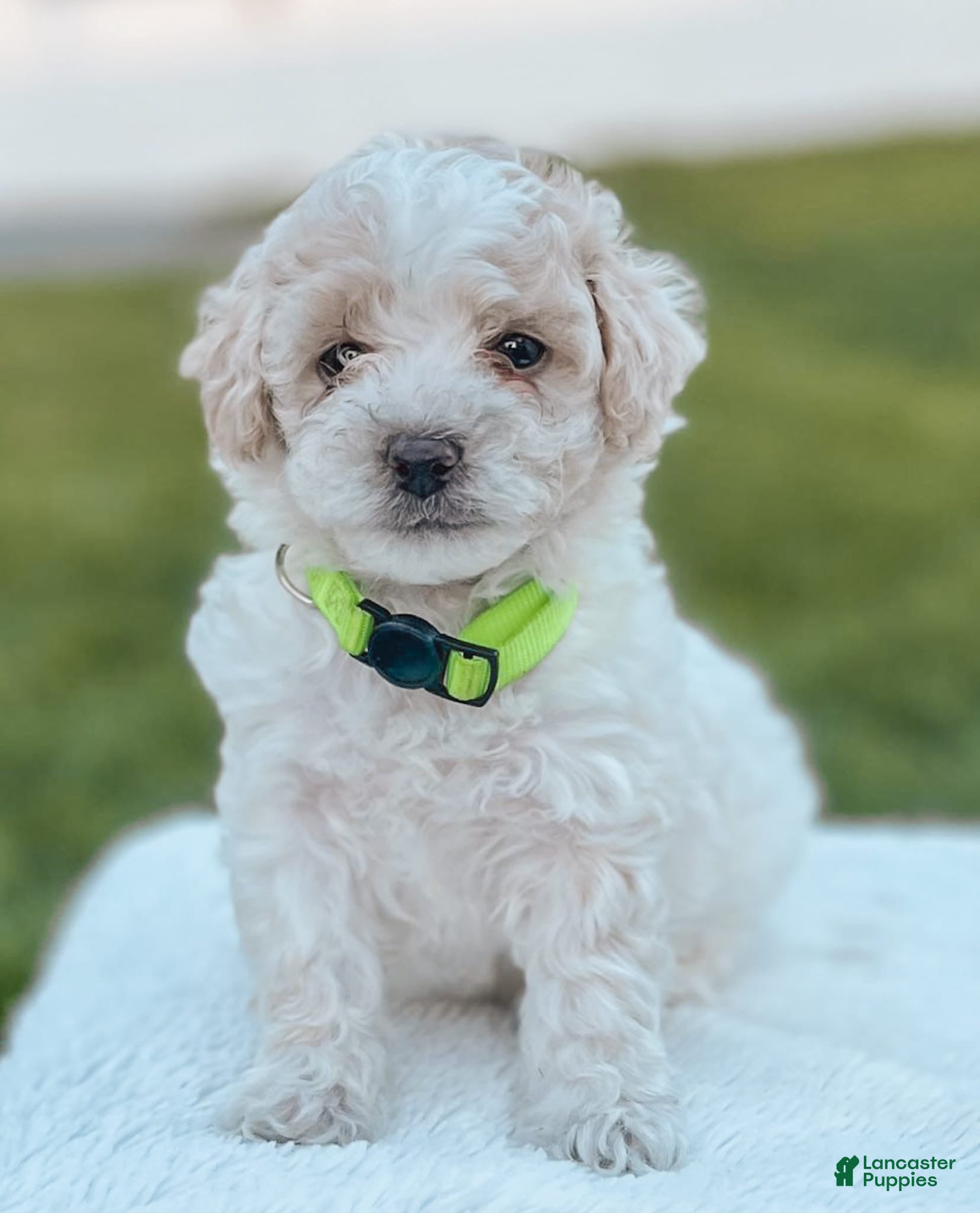 Maltipoo dogs Benny - Ad 1
