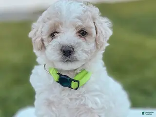 Maltipoo dogs for sale: Benny - Ad 4