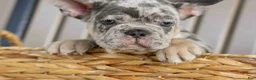 French Bulldog dogs for sale: Memphis  - Ad 6