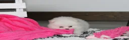 Pomeranian dogs for sale: Reese - Ad 7