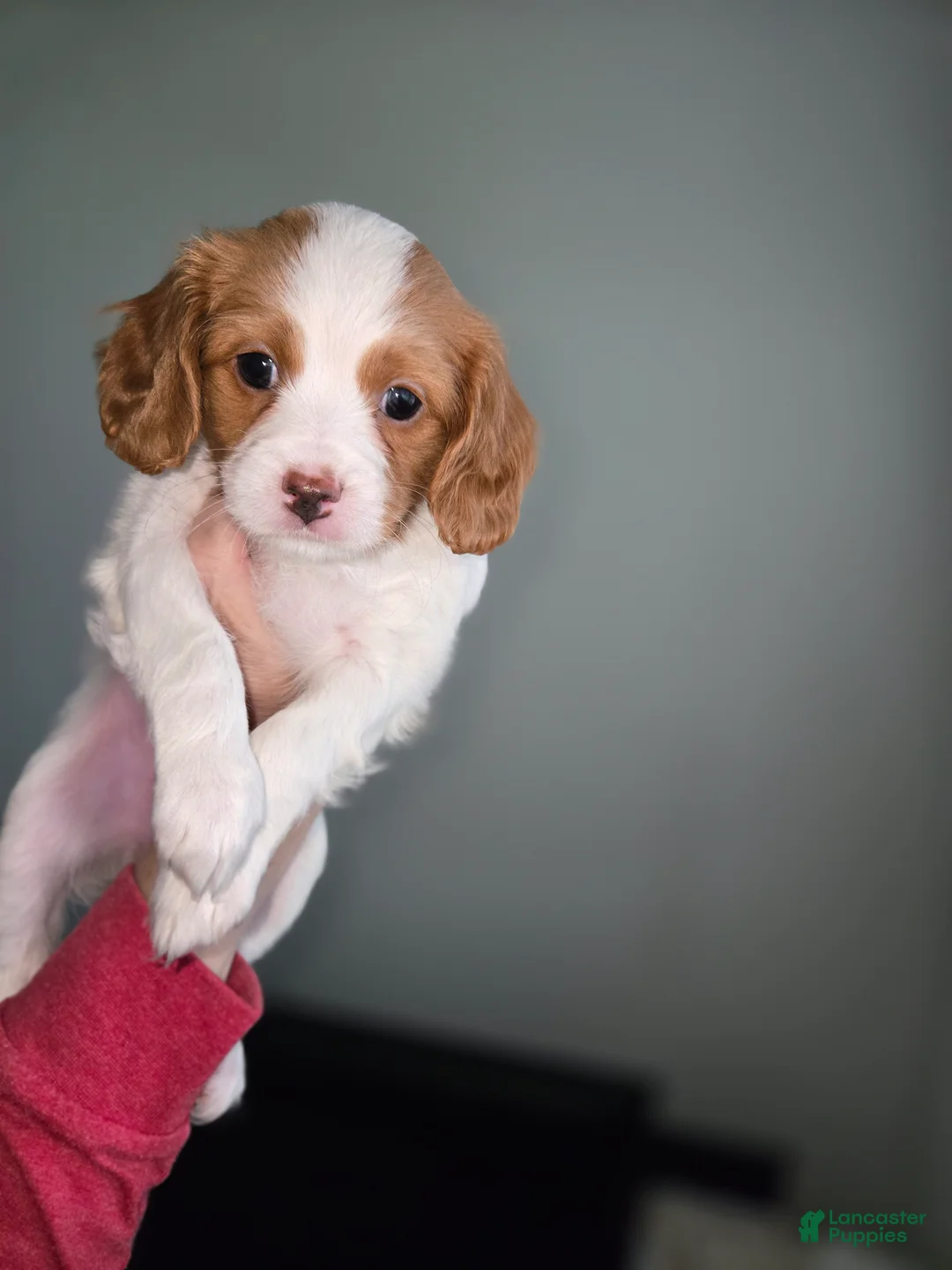 Cavapoo dogs for sale: Cavapoo Puppy 2 - Henrietta - Ad 1