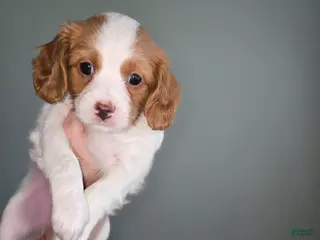 Cavapoo dogs for sale: Cavapoo Puppy 2 - Henrietta - Ad 4