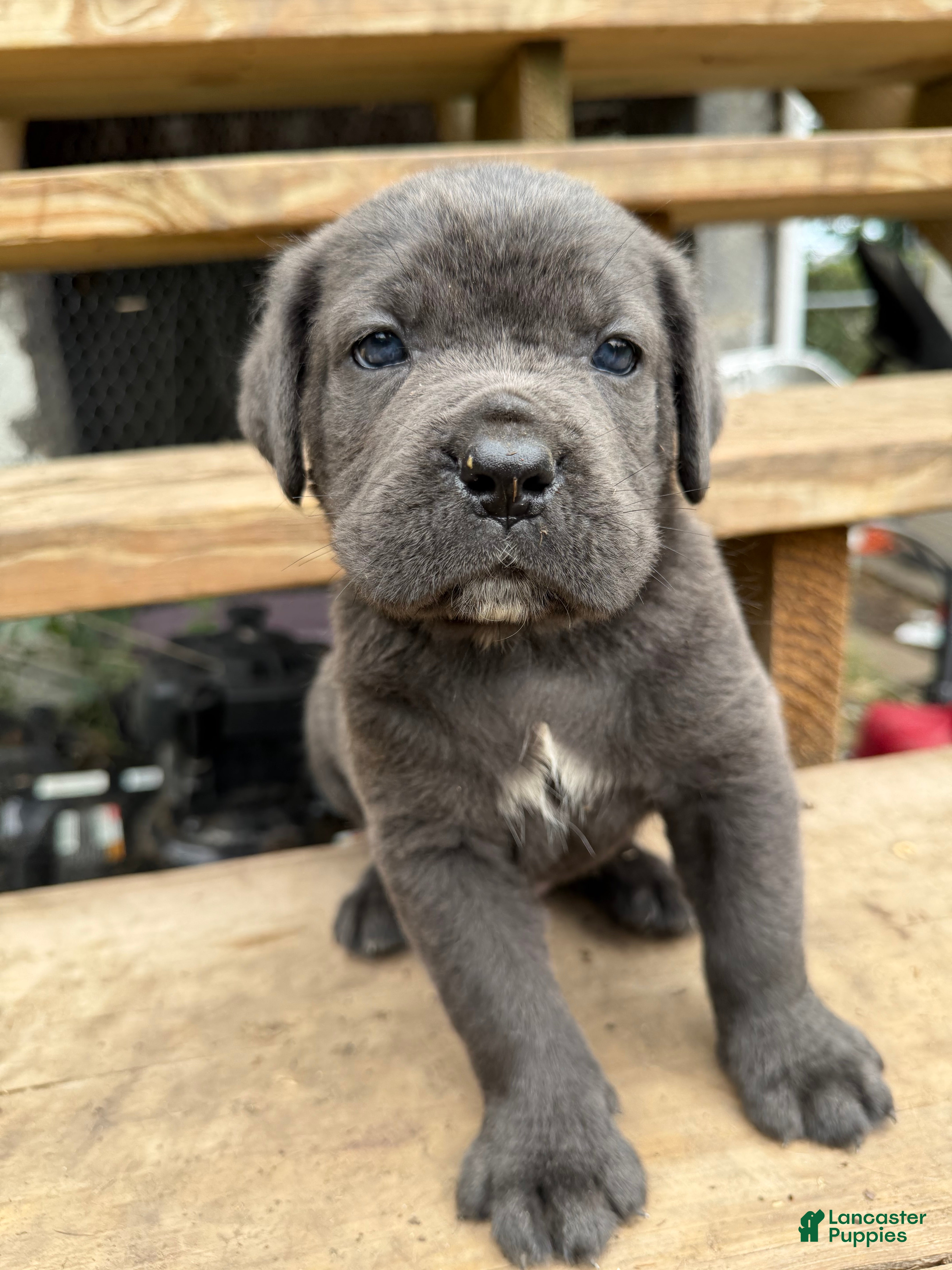 Cane Corso dogs Boy 2 - Ad 2