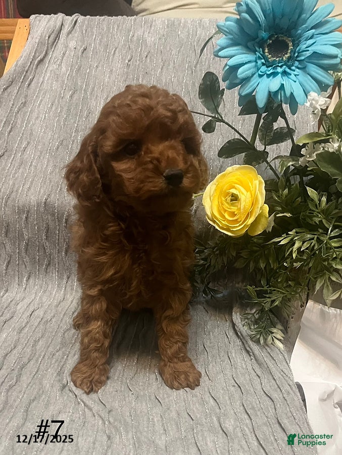 Miniature Poodle dogs Murphy - Ad 30