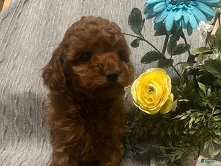 Miniature Poodle dogs Murphy - Ad 30