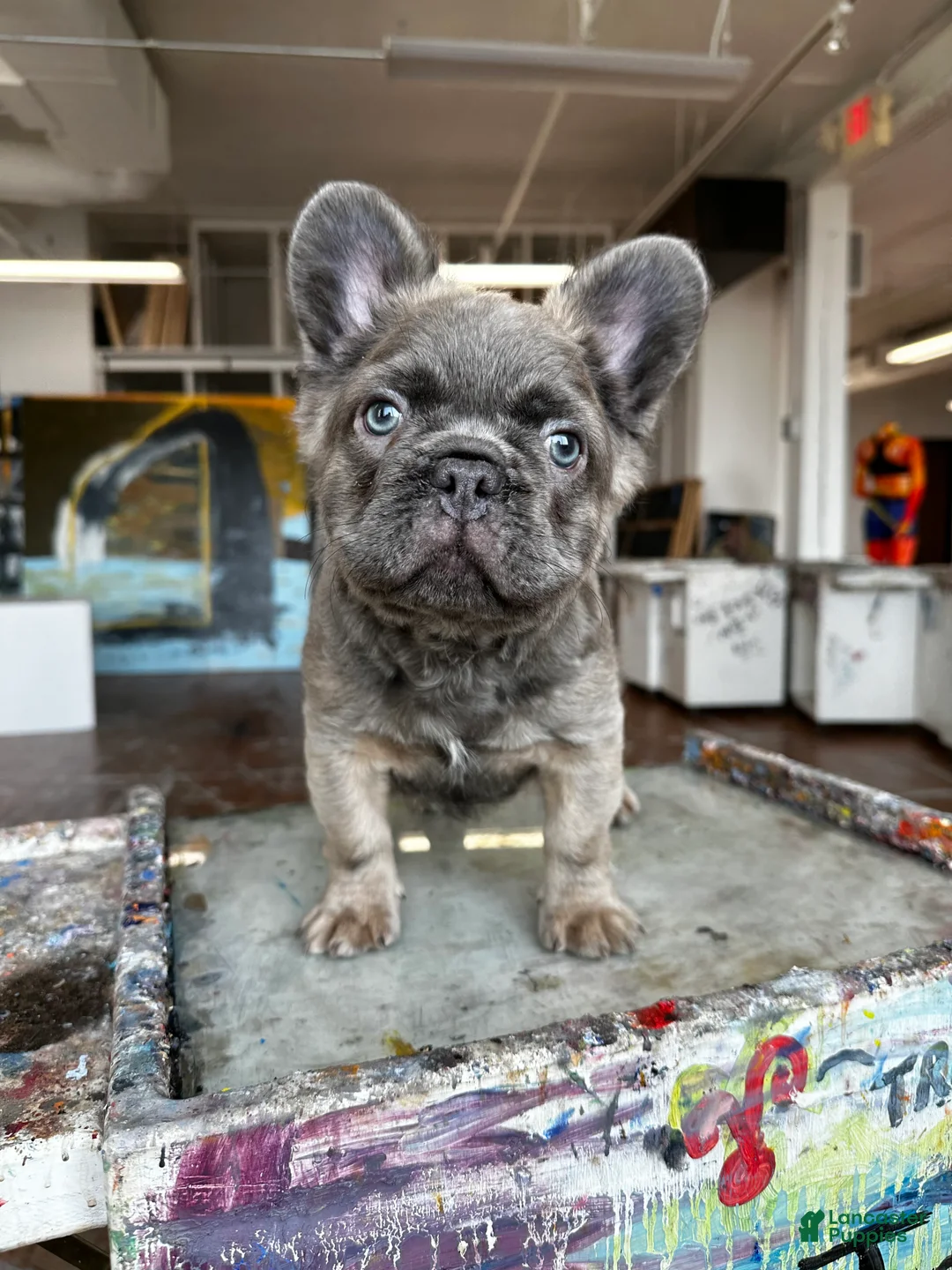 French Bulldog dogs for sale: Apollo - Ad 3