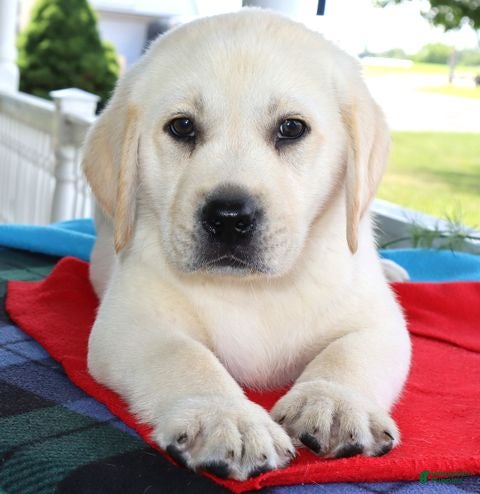 Labrador Retriever dogs Tyson - Champ lines - Ad 2