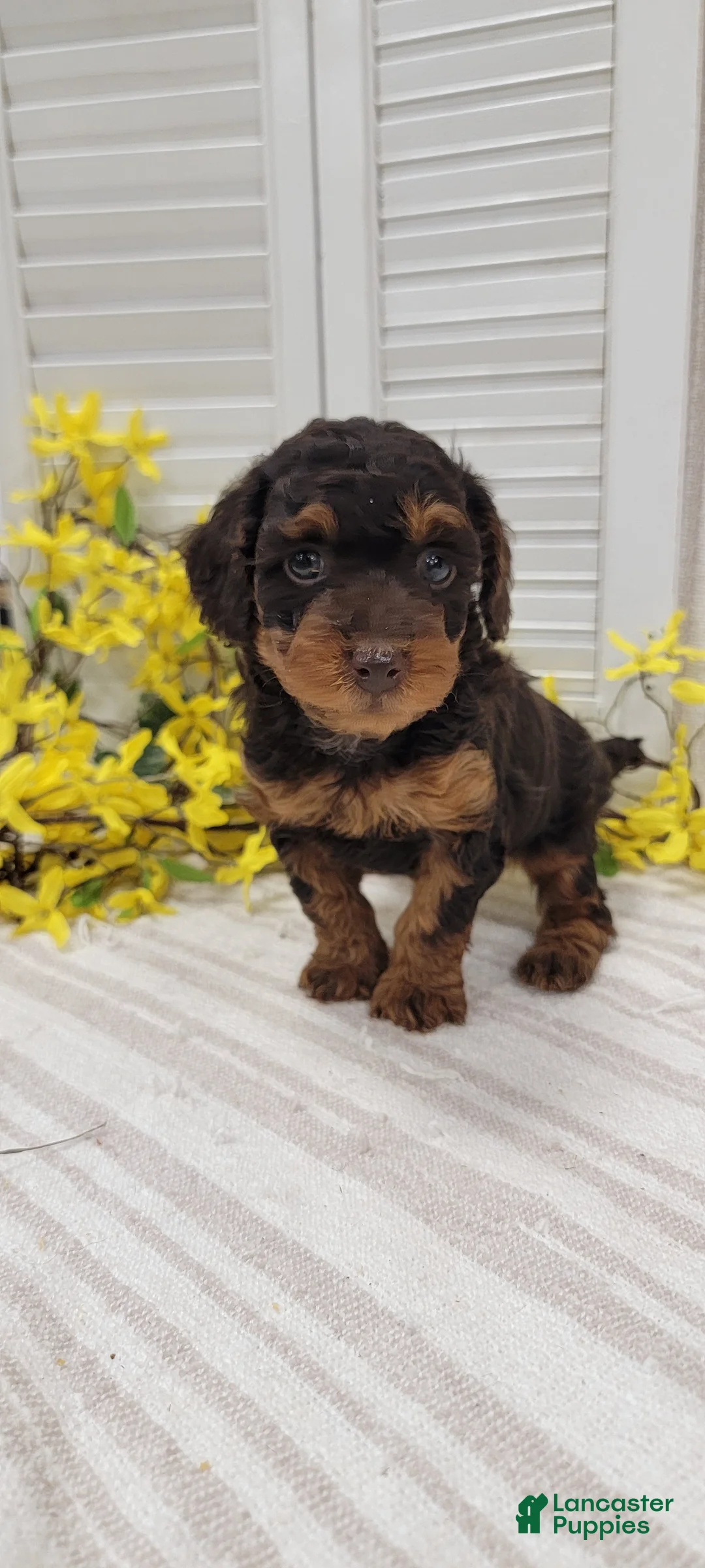 Toy Poodle dogs for sale: Rody  - Ad 7
