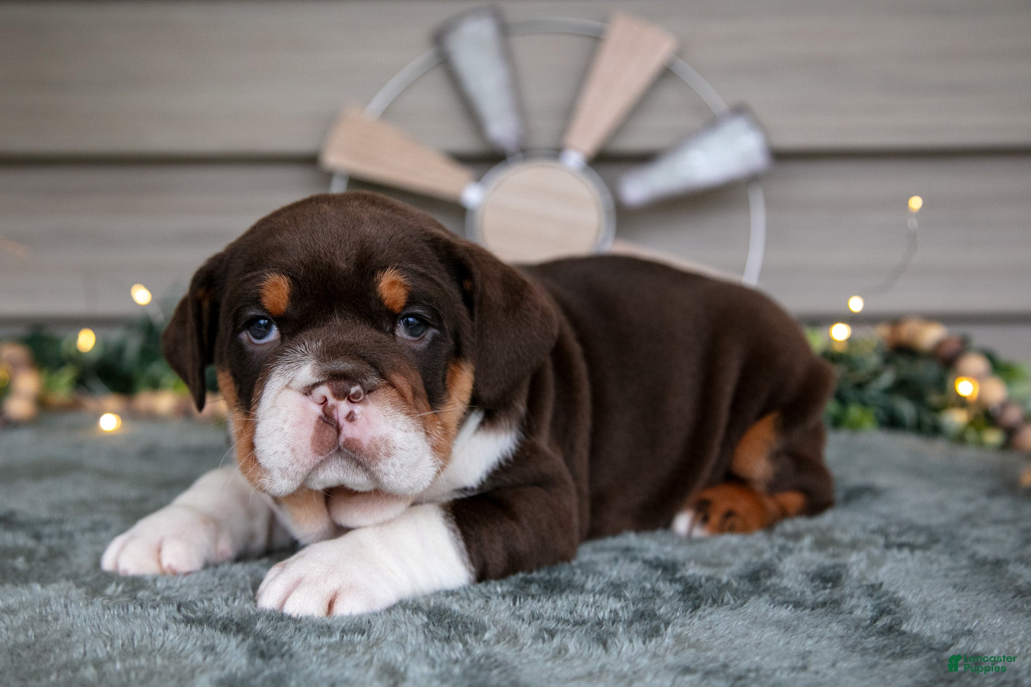 Beabull dogs Skye - Ad 2
