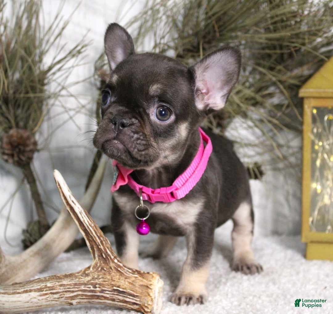 French Bulldog dogs for sale: Mocha - Ad 5