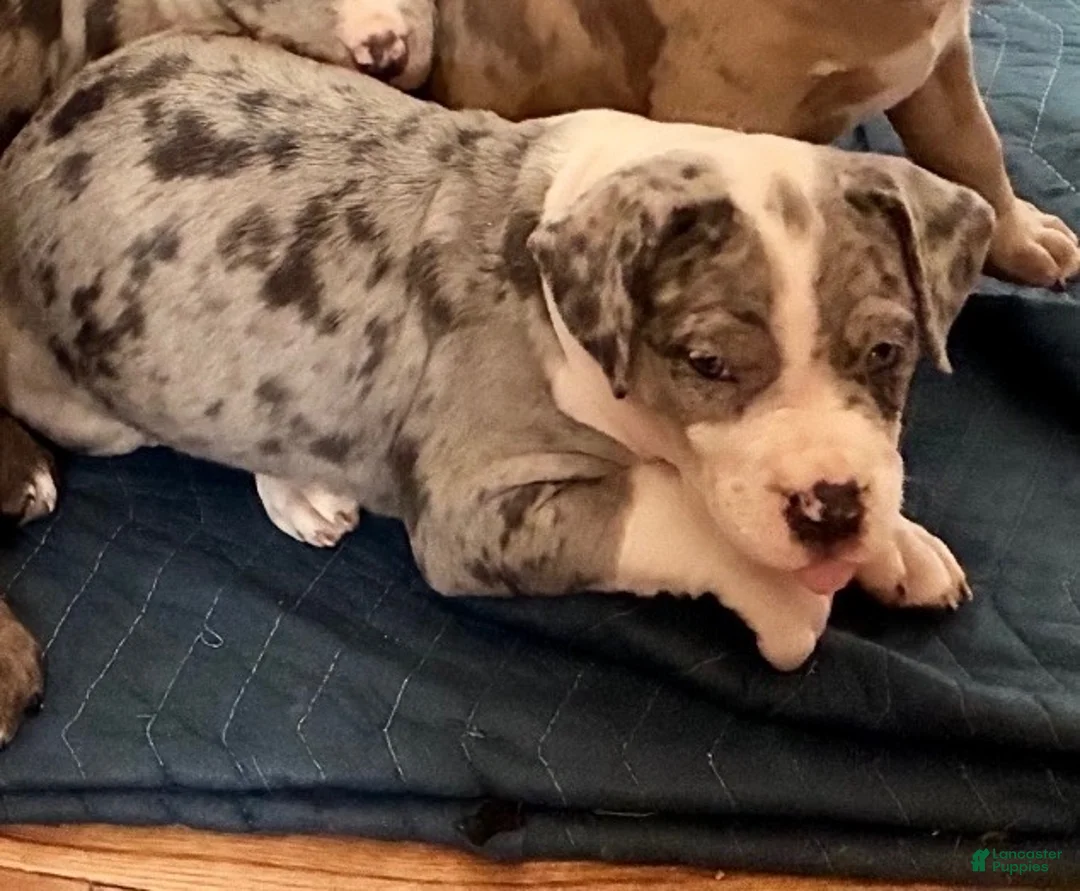 American Bully dogs for sale: American Bully (Female#3) - Ad 1