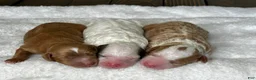Mixed Breed dogs for sale: Apricot-Blonde Micro Mini - Ad 6